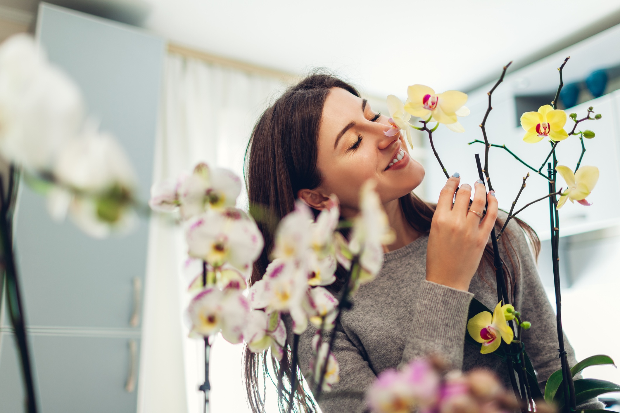 Como cuidar de orquídeas: 8 dicas essenciais