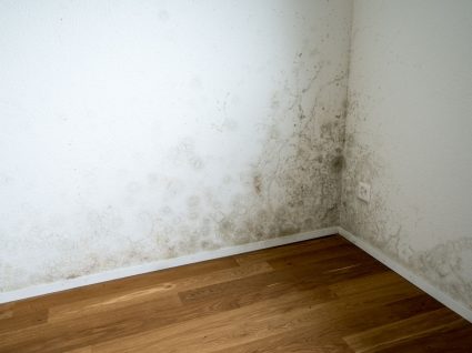 paredes com humidade