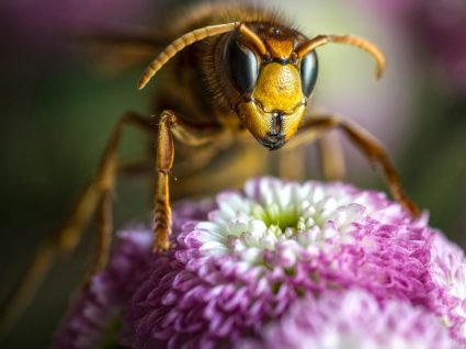 vespa asiática
