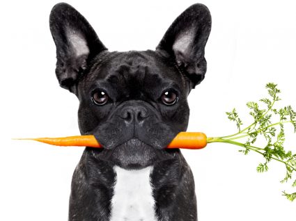 cão com cenoura na boca