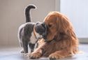 benefícios de viver com animais de estimação