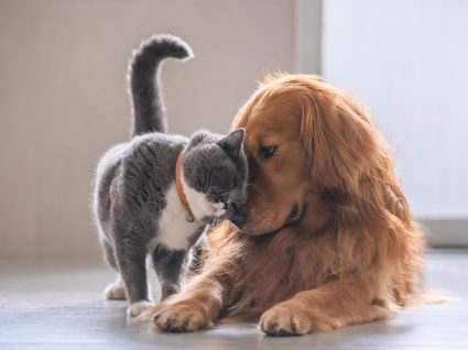 benefícios de viver com animais de estimação