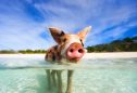 porcos nadadores em ilha das Bahamas