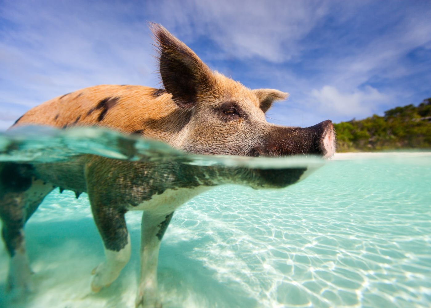 Porcos nadadores nas Bahamas
