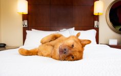 cão em cama de hotel