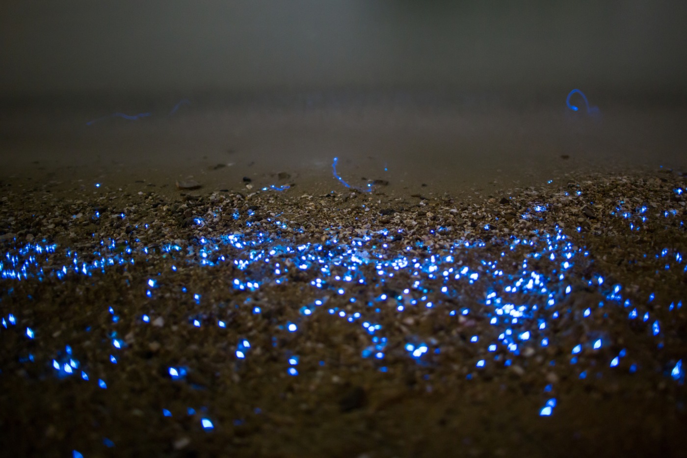 pirilampos azuis na areia