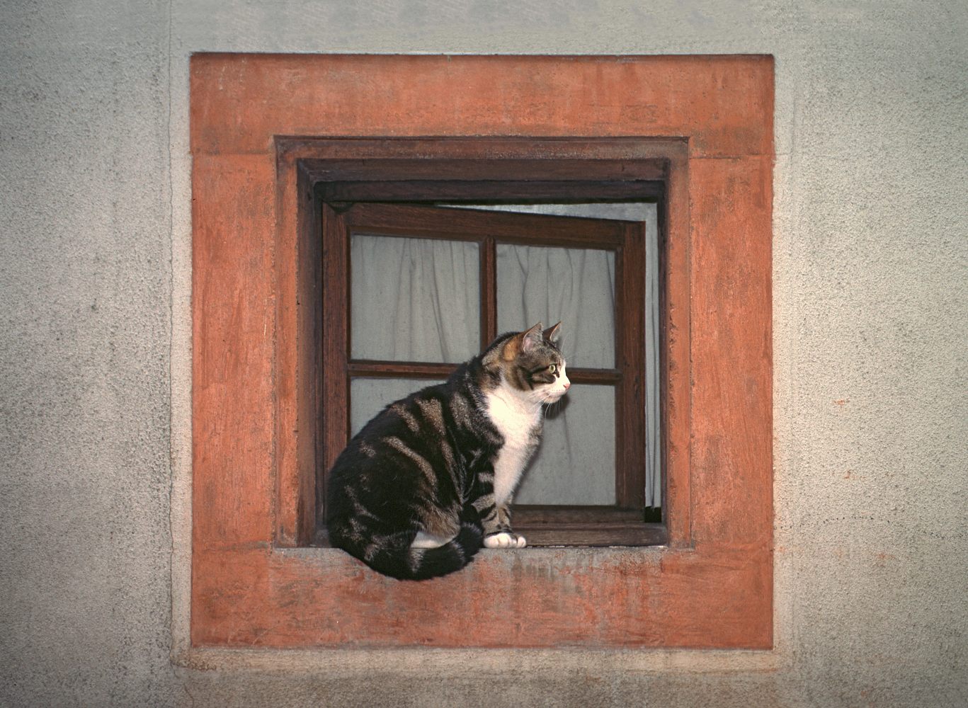 gato à janela