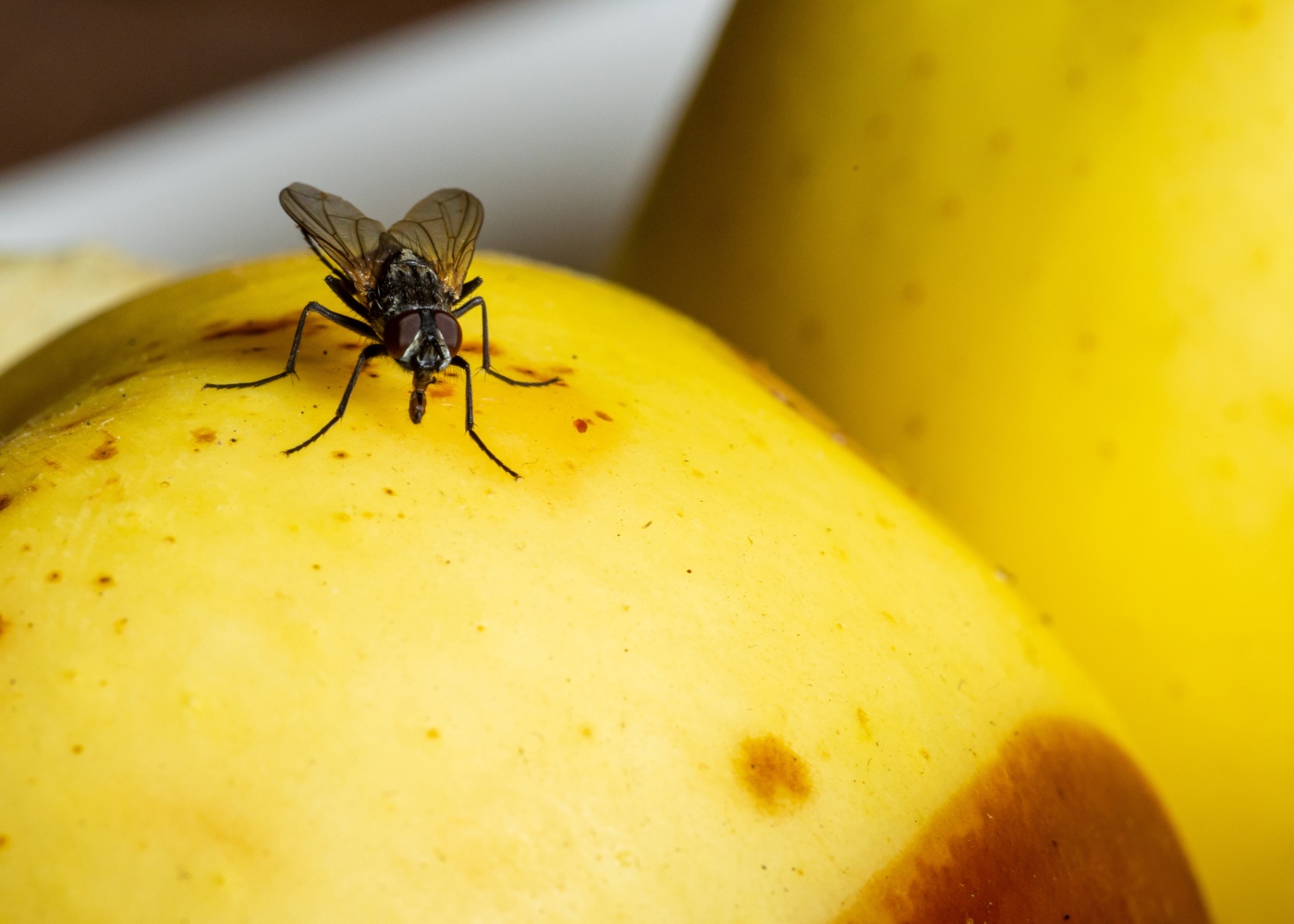 moscas na fruta