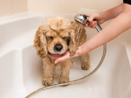 Dar banho ao cão
