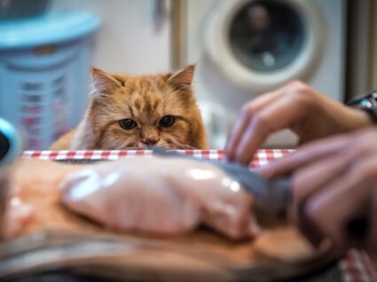 Como cozinhar para gatos