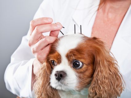 acupuntura para cães