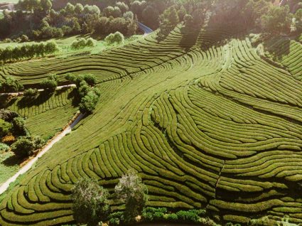 Plantação de chá nos Açores