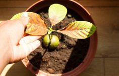 plantar abacate