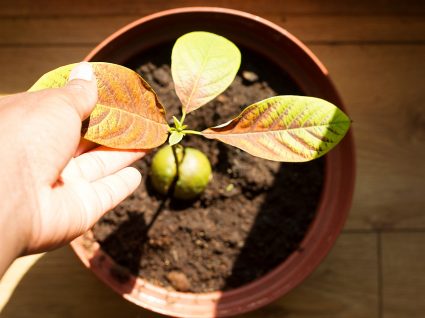 plantar abacate