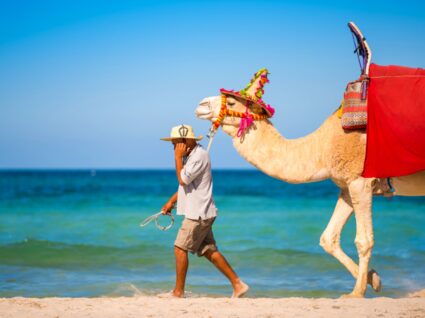 Camelo em Djerba