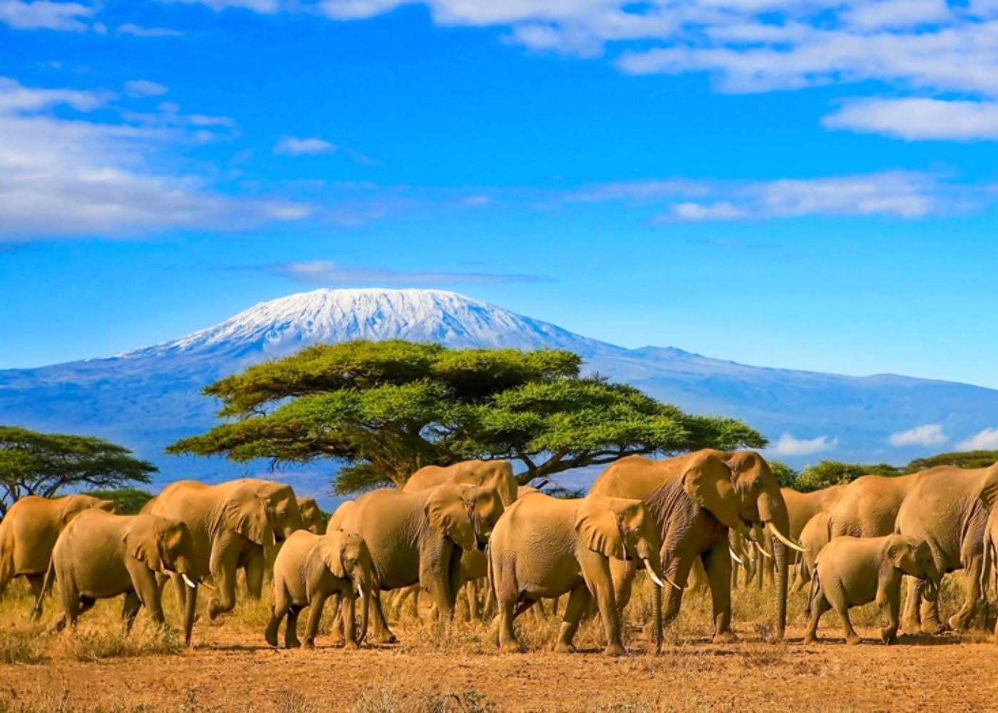 Elefantes na Tanzânia